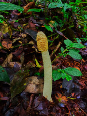 White stinkhorn (Phallus impudicus) on the ground in the tropical of rain forest