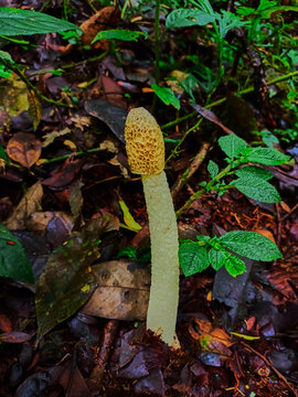 White stinkhorn (Phallus impudicus) on the ground in the tropical of rain forest