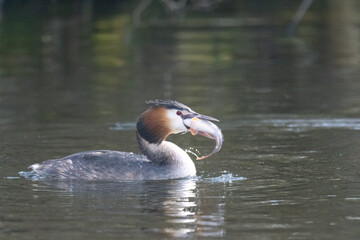 Haubentaucher (Podiceps cristatus)