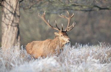 Close up of a Red deer stag in winter