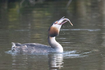 Haubentaucher (Podiceps cristatus)