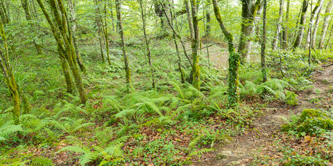 Coastal Beech Forest of Caviedes, Corona Mountain, Oyambre Natural Park, Cantabria, Spain, Europe