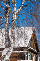 Birch on the background of an old wooden hut in the snow, rustic winter landscape