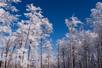 Zimowy krajobraz, drzewa pokryte grubą warstwą śniegu i lodu (1).