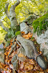 Hayedo de la Pedrosa Beech Forest, Riofrío de Riaza, Sierra de Ayllón, Segovia, Castilla y León, Spain, Europe