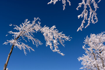 Beskid Śląski w zimie, drzewa pokryte śniegiem i lodem, błękitne niebo (7). 