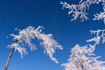 Gałęzie drzew pokryte śniegiem i lodem, zima w górach, Beskid Śląski (5).