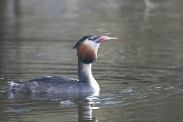 Haubentaucher (Podiceps cristatus)