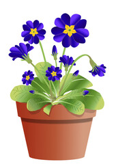 Naklejka premium Fleurs de primevères bleu en pot