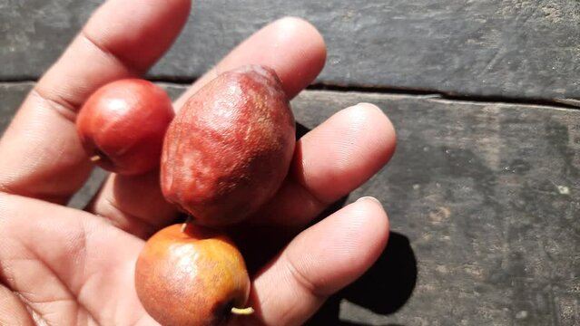 Ziziphus mauritiana. Its other names  Indian jujube, Indian plum, Chinese date, Chinee apple, ber, beri and dunks fruit. This  is a tropical fruit tree species belonging to the family Rhamnaceae. 