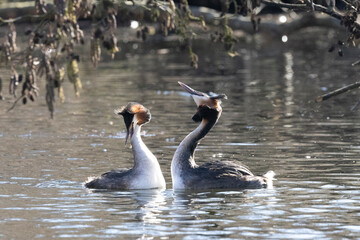 Haubentaucher (Podiceps cristatus)