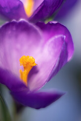  Purple crocus flower closeup. Vertical photo