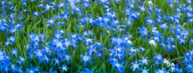 spring banner with blue early blooming wild flowers in the forest