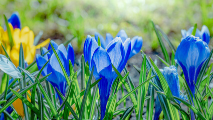 blue crocus flowers in early spring, spring time floral natural background