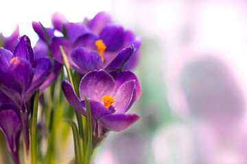  Purple crocus flowers closeup