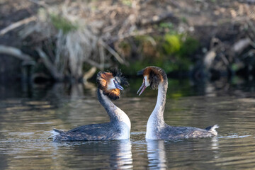 Haubentaucher (Podiceps cristatus)