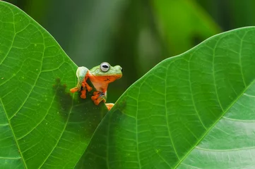 Fotobehang Javan tree frog, Frog, Tree Frog, Flying Frog, © andri_priyadi