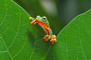 Javan tree frog, Frog, Tree Frog, Flying Frog,