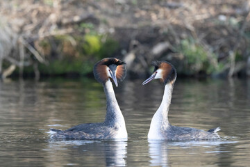 Haubentaucher (Podiceps cristatus)