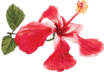 Red hibiscus flower drawing vector illustrations. Botanical floral hand drawn element.