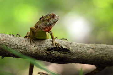 Obraz premium iguana, an iguana on a log