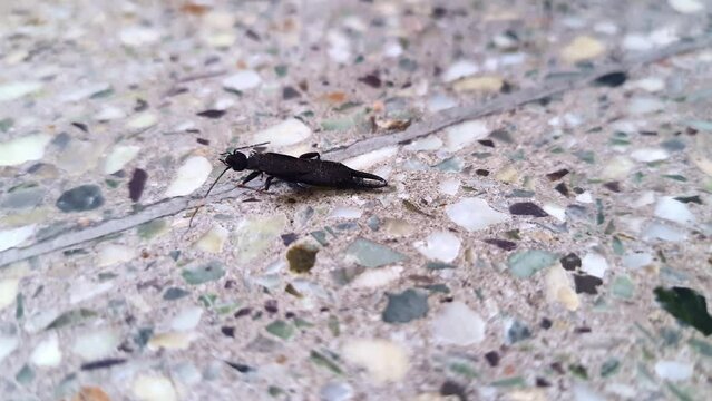 Macro view of an earwig insect isolated on the floor