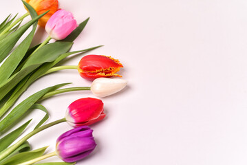 Multicolor tulips laying on white background