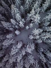 Frone, topdown forest. Snow covered branches