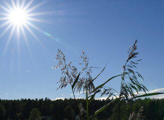 Common reef (Phragmites australis) and blue sky