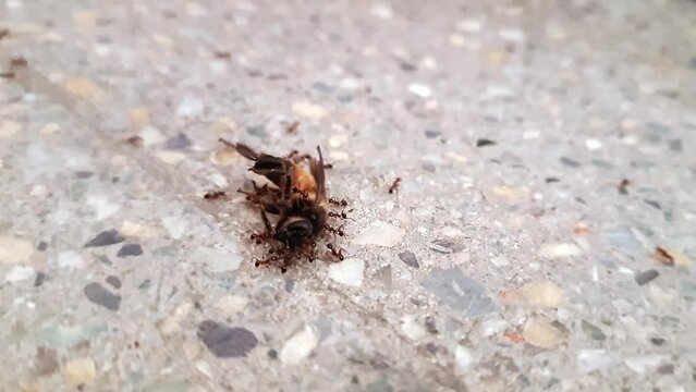 A macro view of a group of black ants carrying a honey bee