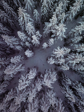 Frone, topdown forest. Snow covered branches