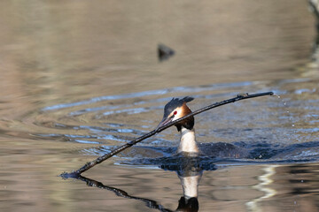 Haubentaucher (Podiceps cristatus)