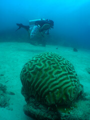 Naklejka na ściany i meble a diver and a brain coral in the caribbean sea