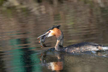 Haubentaucher (Podiceps cristatus)
