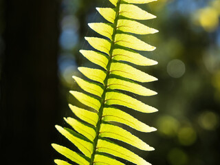 Southern Sword Fern (Nephrolepis exaltata) frond with leaves