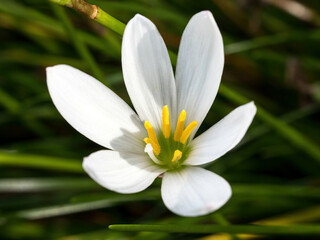 White Rain-Lily (Zephyranthes candida) flower