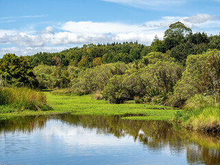 Fototapeta na wymiar Wetlands at small shallow water lake