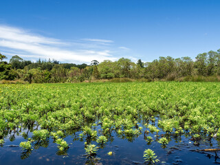 Wetlands at small shallow water lake