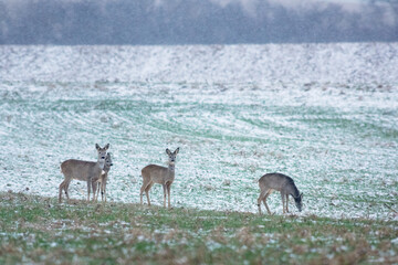 Roe deer herd in winter