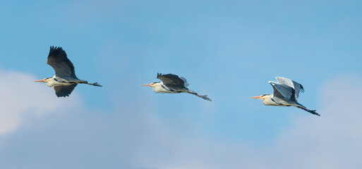 Great blue heron in different flight positions