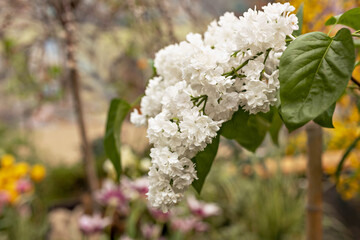 Branch of white lilac flowers with the leaves, natural spring background