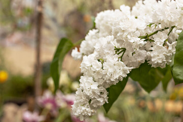 Branch of white lilac flowers with the leaves, natural spring background