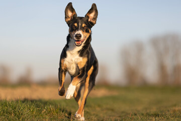 Happy dog run in the park, appenzeller sennenhund