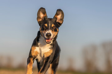 Appenzeller Sennenhund dog outdoor portrait with big smile