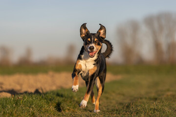 Cute appenzeller sennenhund dog running at the meadow on early spring