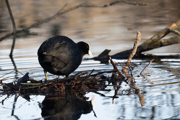 Blässhuhn (Fulica atra)