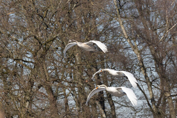Höckerschwan (Cygnus olor)  