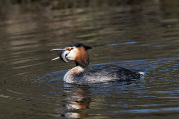 Haubentaucher (Podiceps cristatus)