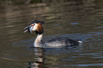 Haubentaucher&nbsp;(Podiceps cristatus)