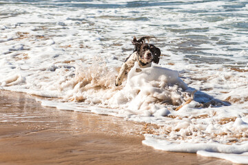 The happy dog on the Riviera Beach, Malta 